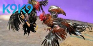 AOG Đá Gà – Bí Quyết Chơi Thông Minh, Nâng Cao Tỷ Lệ Thắng