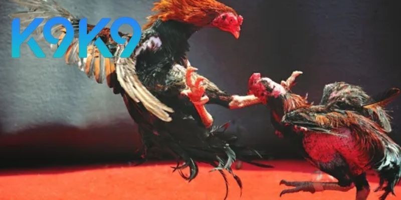 AOG Đá gà đỉnh cao chọi gà thế giới