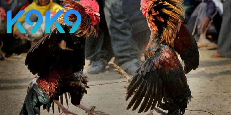 Cách tham gia và chiến lược thắng cược Ws168 Đá gà