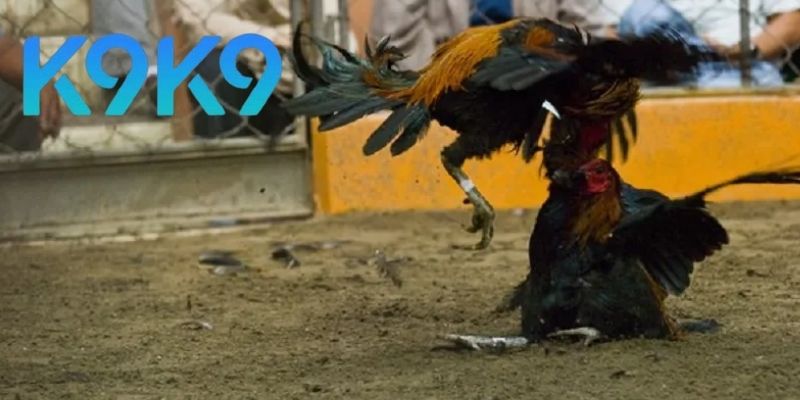 Đá Gà K9K9 live đỉnh cao 8K