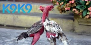 Đá Gà Thomo 67 – Trận Chiến Gà Trực Tuyến Cực Căng 2025