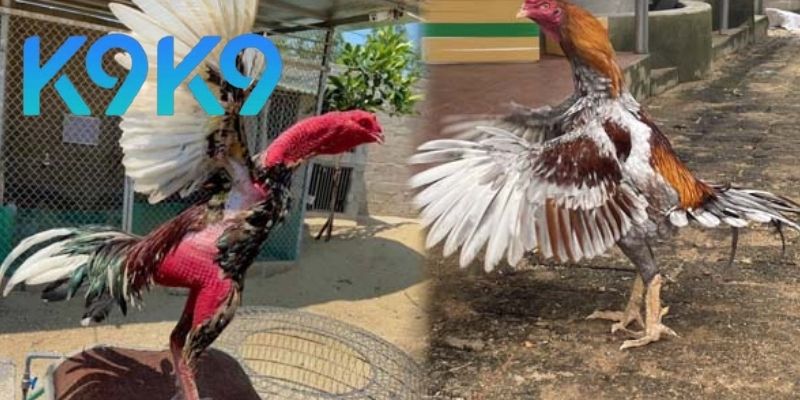 Thomo 67 Đá gà dễ dàng thắng lớn