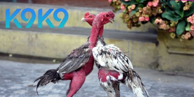 Đá Gà Thomo 67 – Trận Chiến Gà Trực Tuyến Cực Căng 2025