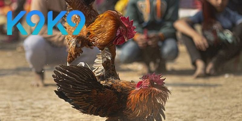 Đá Gà Trực Tiếp C1 – Trải Nghiệm Cược Hấp Dẫn Và An Toàn