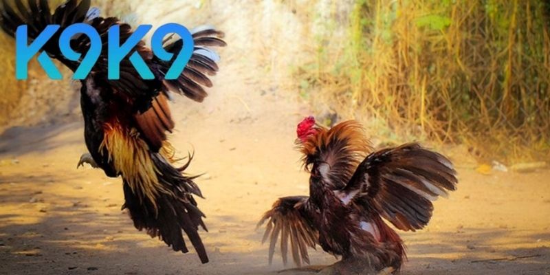 Hướng dẫn tham gia Đá gà trực tiếp C1