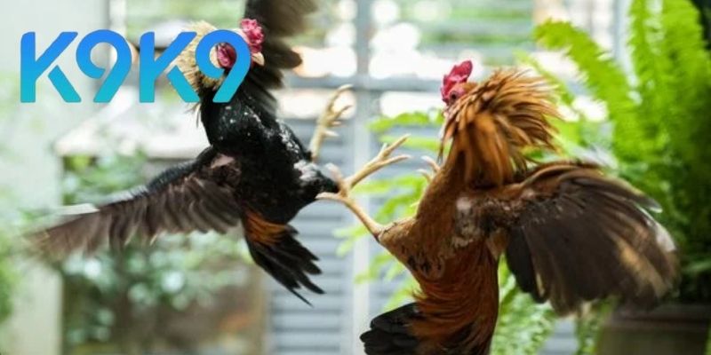 Hướng dẫn tham gia với vài bước đơn giản