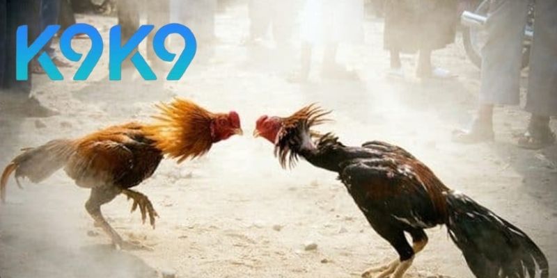 Quyền Lợi Khi Tham Gia Online