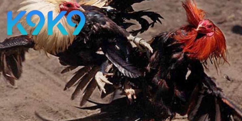 Tỷ lệ kèo và tính năng nổi bật ở Ws168