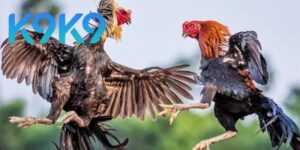 Ws168 Đá Gà – Trải Nghiệm Cá Cược Đỉnh Cao Tại Nhà Cái